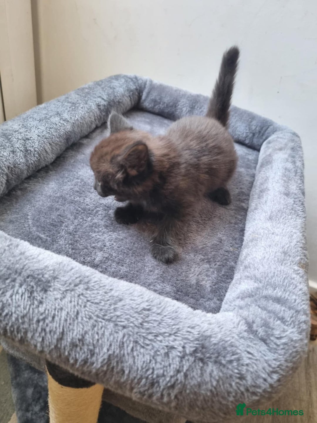 Ragdoll cats for sale: Kittens  - Advert 3