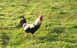 Chickens poultry for sale: Pure bred silver duck wing wellsummer - Image 4