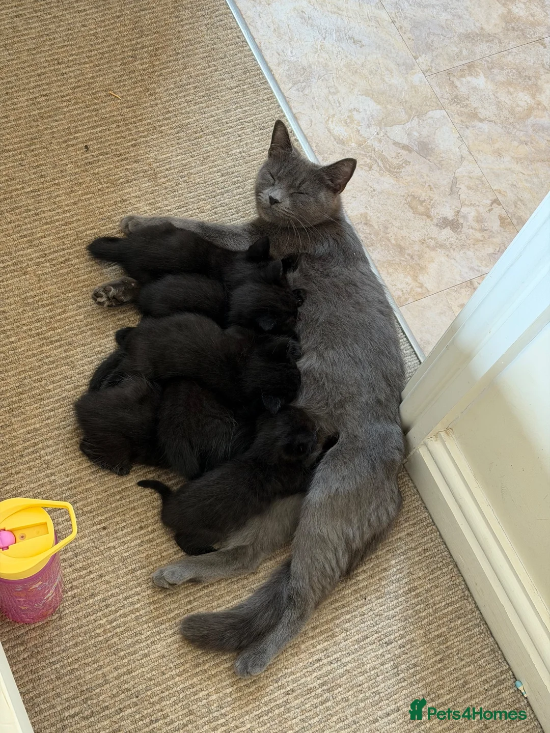 Mixed Breed cats for sale: 6 black and white kittens  - Advert 1