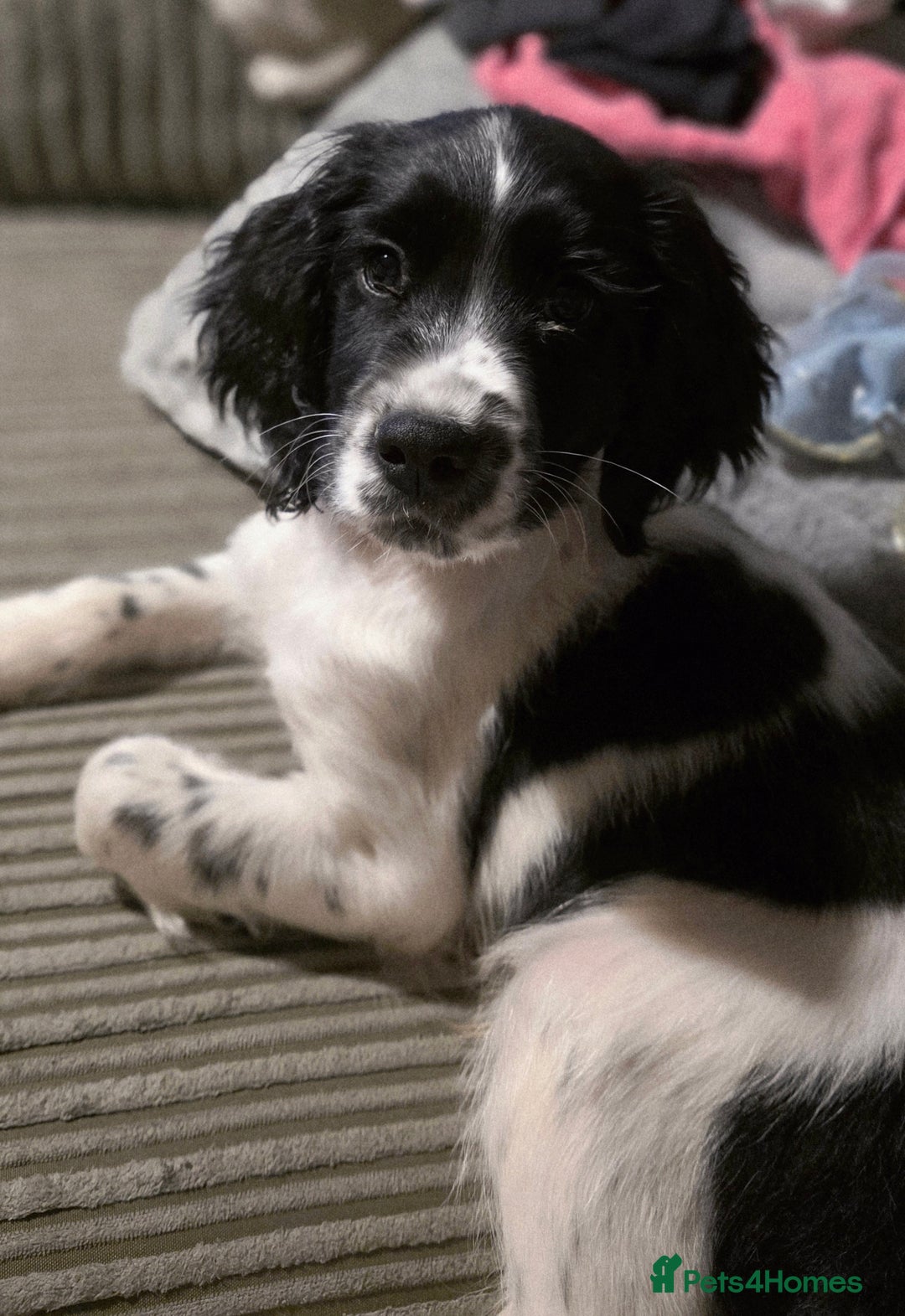 Sprocker dogs for sale: Sprocker pup - Advert 5