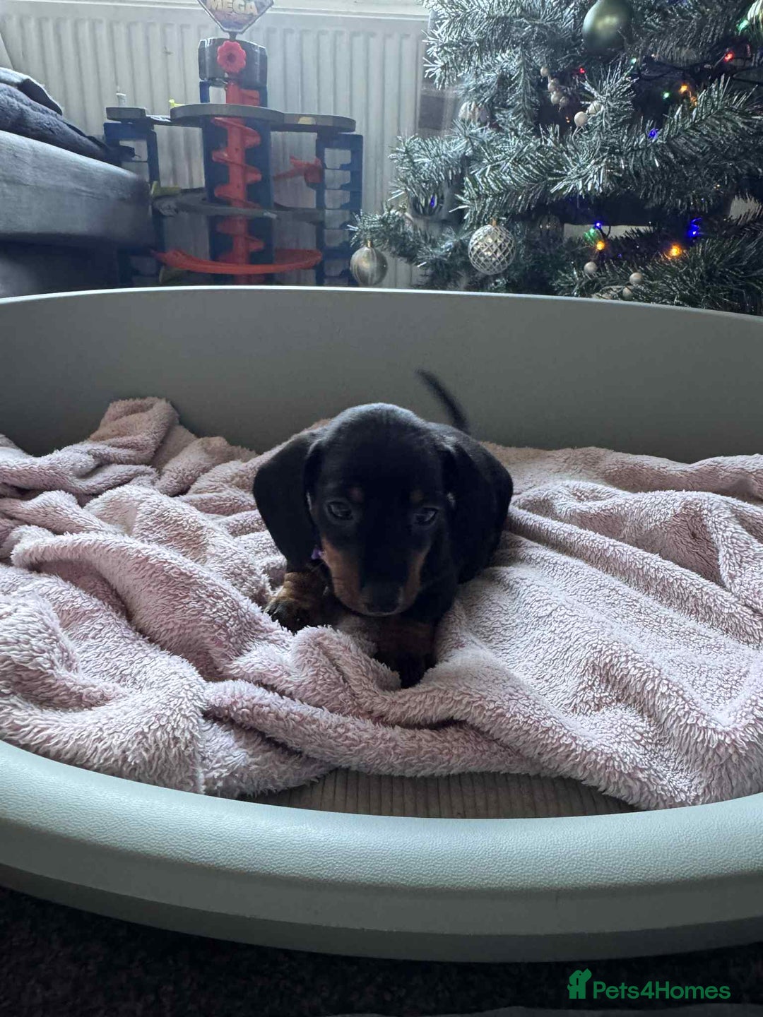 Miniature Dachshund dogs for sale: My family dogs have had a litter of 5  - Advert 10