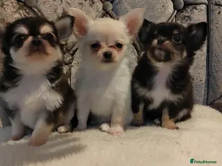 Chihuahua dogs Very rare long chihuahua for sale - Advert 5