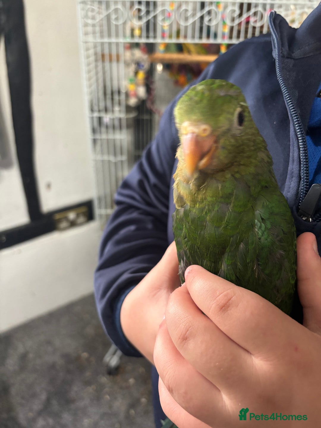 Parrots birds for sale: Hand reared king parrots - Image 1