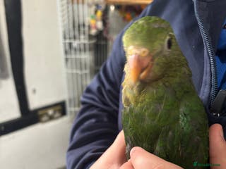 Parrots birds Hand reared king parrots - Advert 7