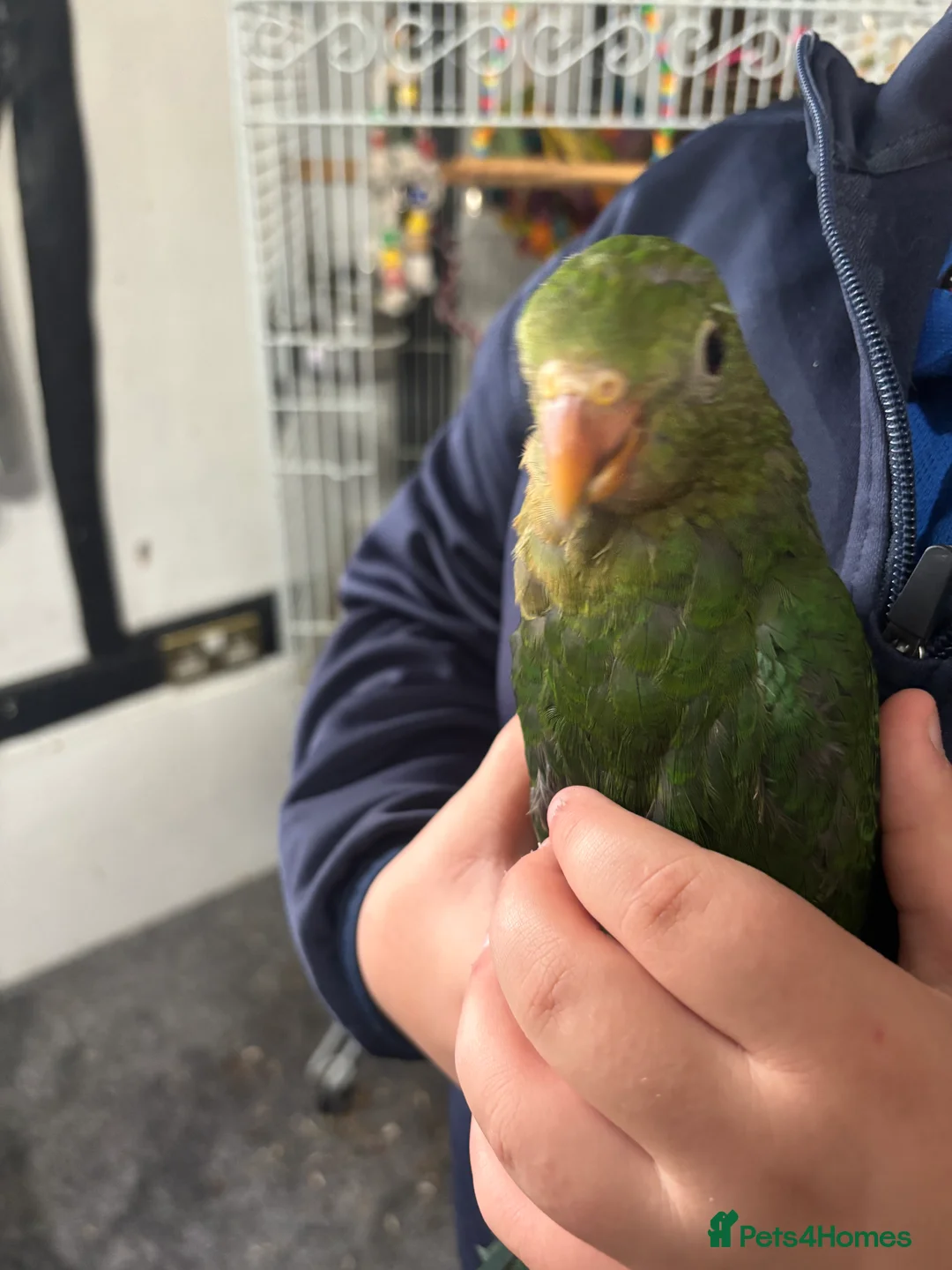 Parrots birds for sale: Hand reared king parrots - Advert 1