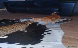 Bengal cats for sale: Bengal cross female rare ginger  - Image 10