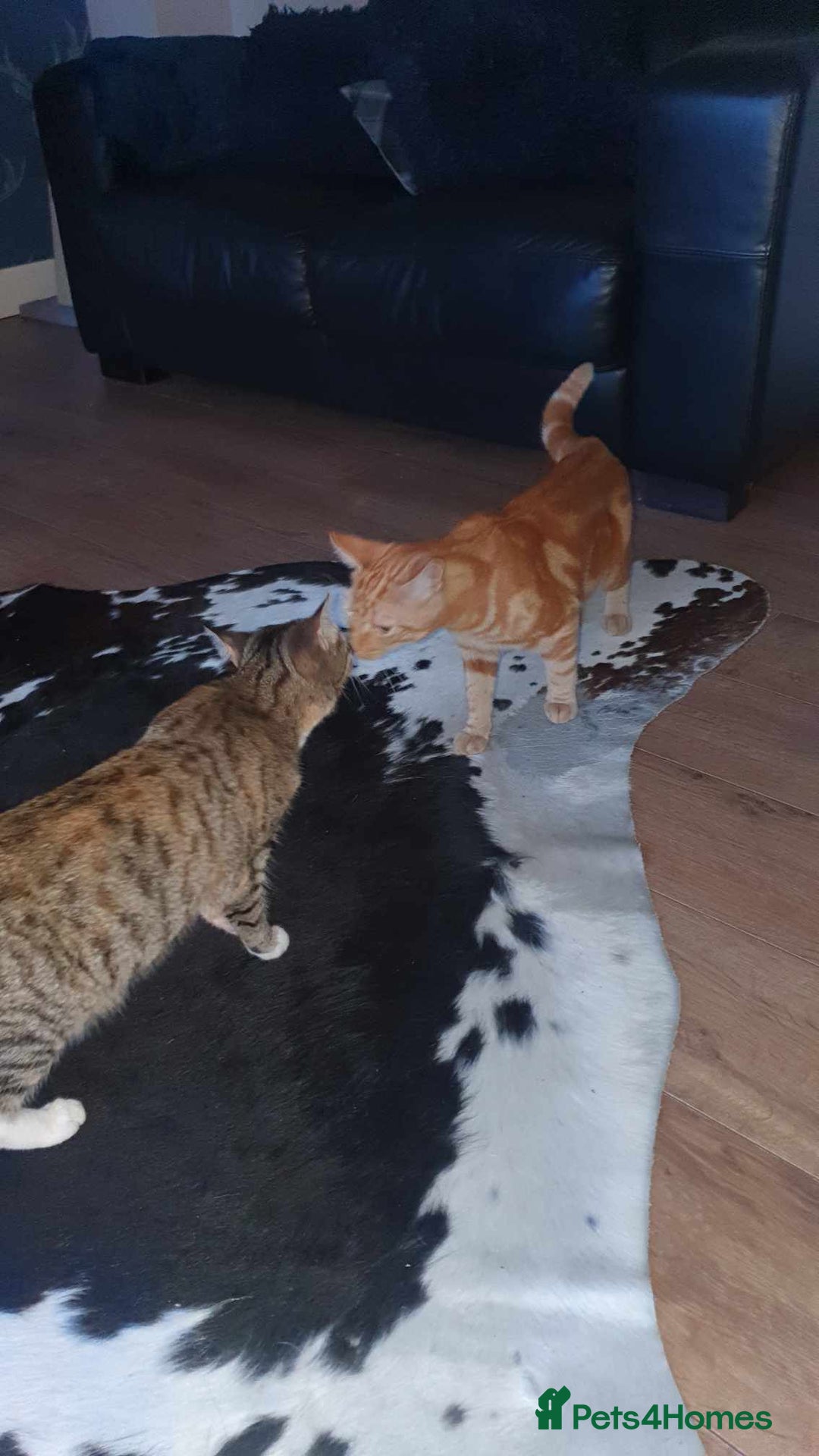 Bengal cats for sale: Bengal cross female rare ginger  - Image 10