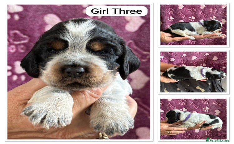 Cocker Spaniel dogs - Advert 9