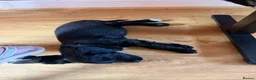 Cocker Spaniel dogs for sale: Beautiful Nala - Advert 7