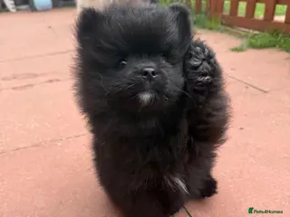 Pomeranian dogs Pomeranian - Advert 2