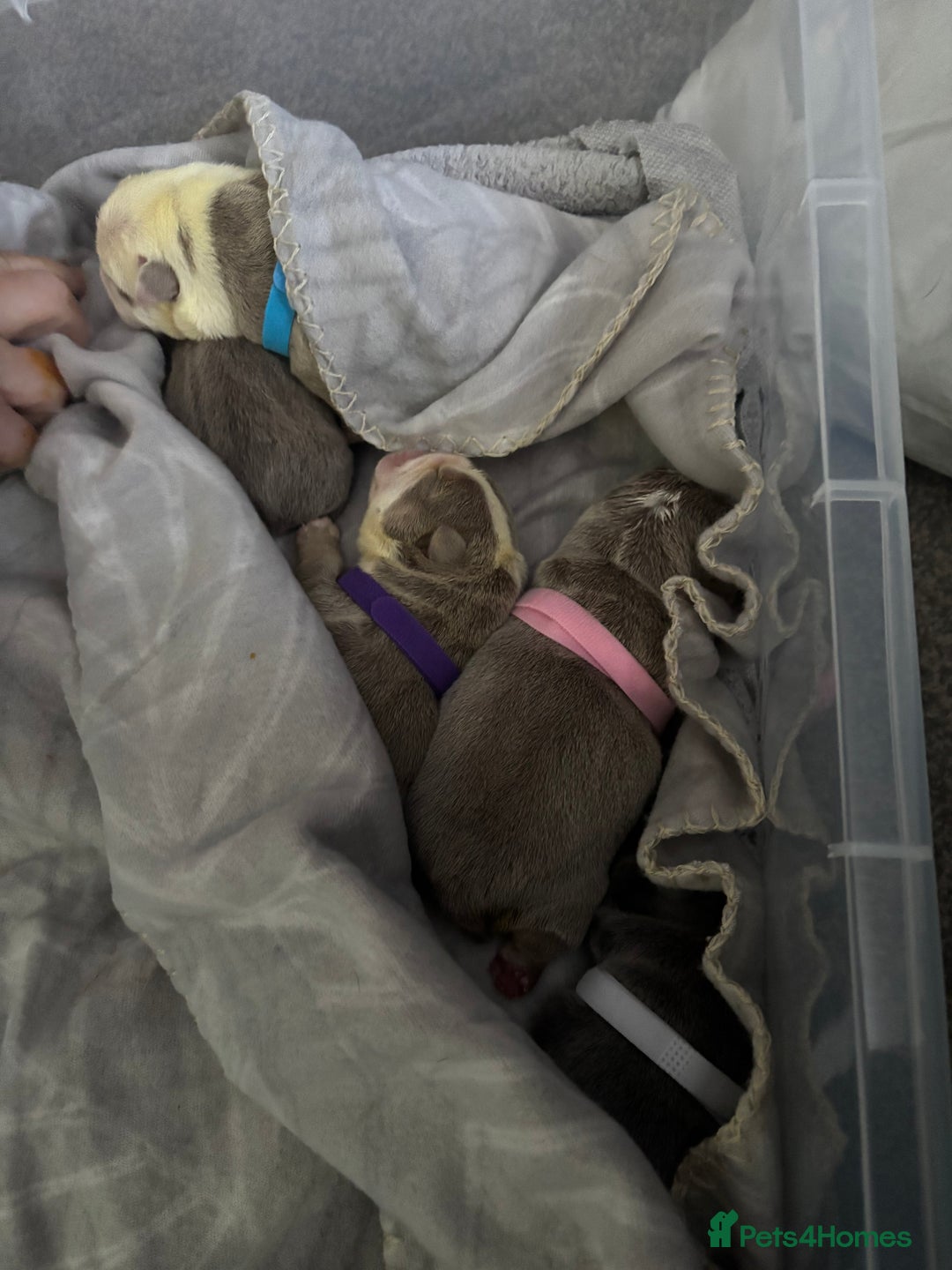 English Bulldog dogs for sale: 5 Beautiful Bulldogs - Advert 5