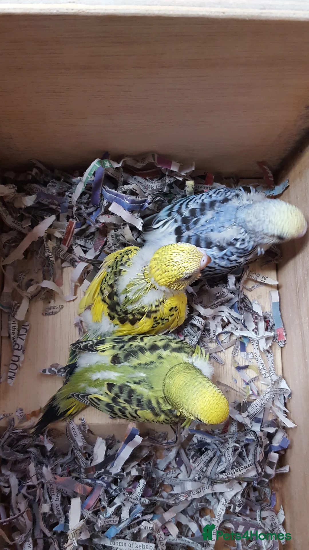Budgerigars birds for sale: !!! YOUNG BUDGIES READY FOR REHOMING!!! - Advert 8