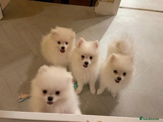 Pomeranian dogs 3 Female / 1 Male Pomeranian puppies for sale - Advert 8