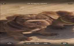 French Bulldog dogs for sale: Fluffy French bulldog New shade - Image 5