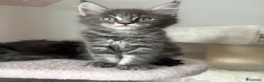 Maine Coon Kitten 4