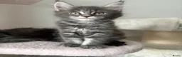 Maine Coon cats for sale: 🐈🐈‍⬛ Russian/European Bloodline Kittens 💕🐱 - Advert 13
