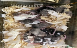 Mouse rodents for sale: Baby fancy mice dob:2nd nov - Advert 3
