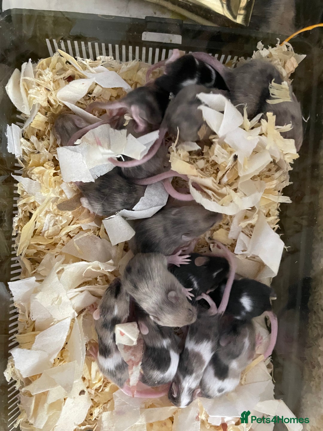 Mouse rodents for sale: Baby fancy mice dob:2nd nov - Advert 3