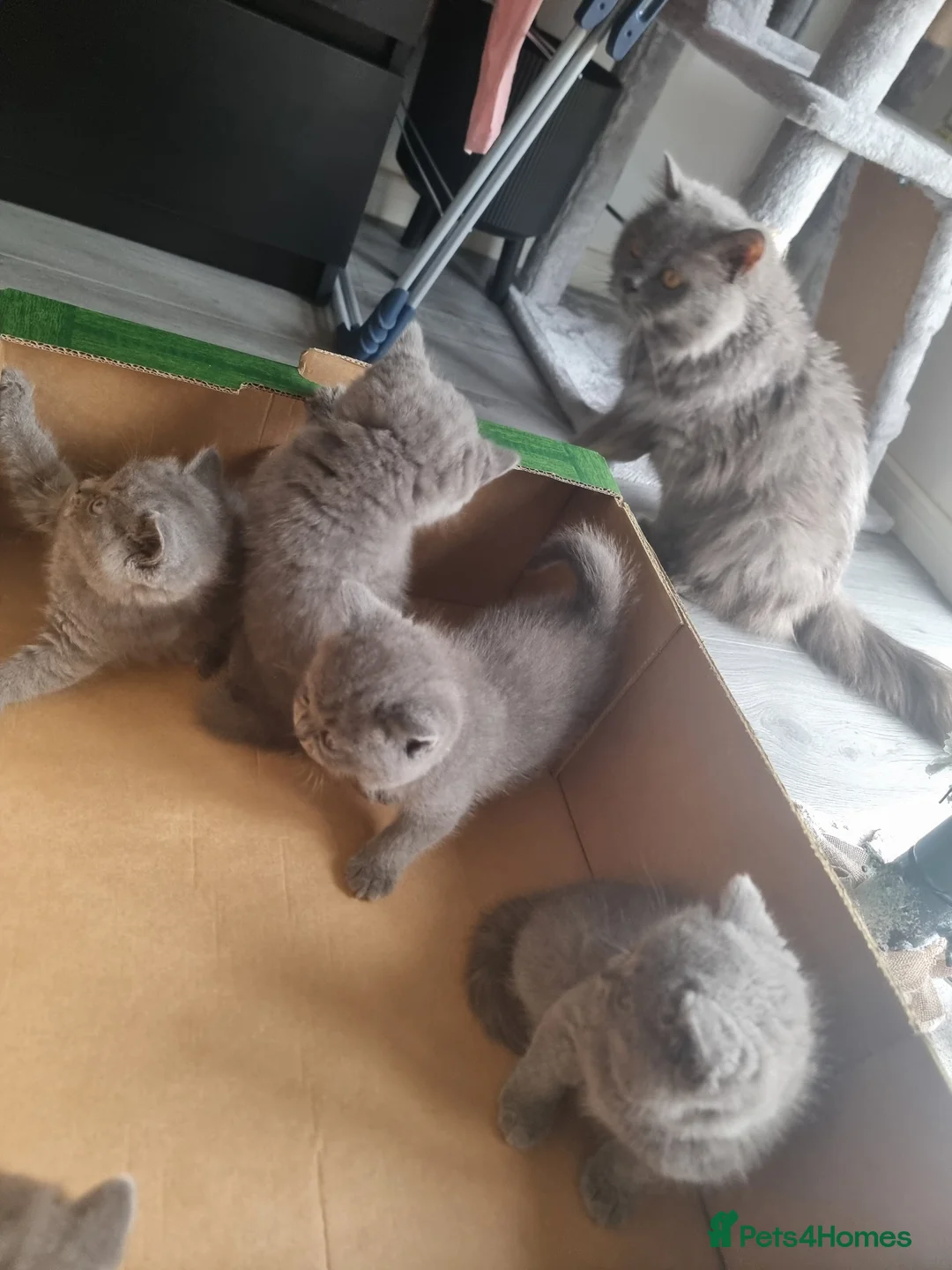 British Shorthair cats for sale: British shorthair kittens  - Advert 29