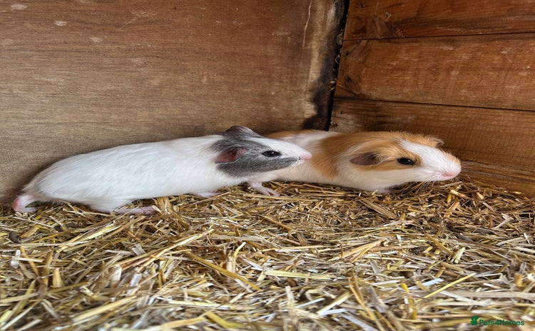 Guinea Pig rodents - Advert 16