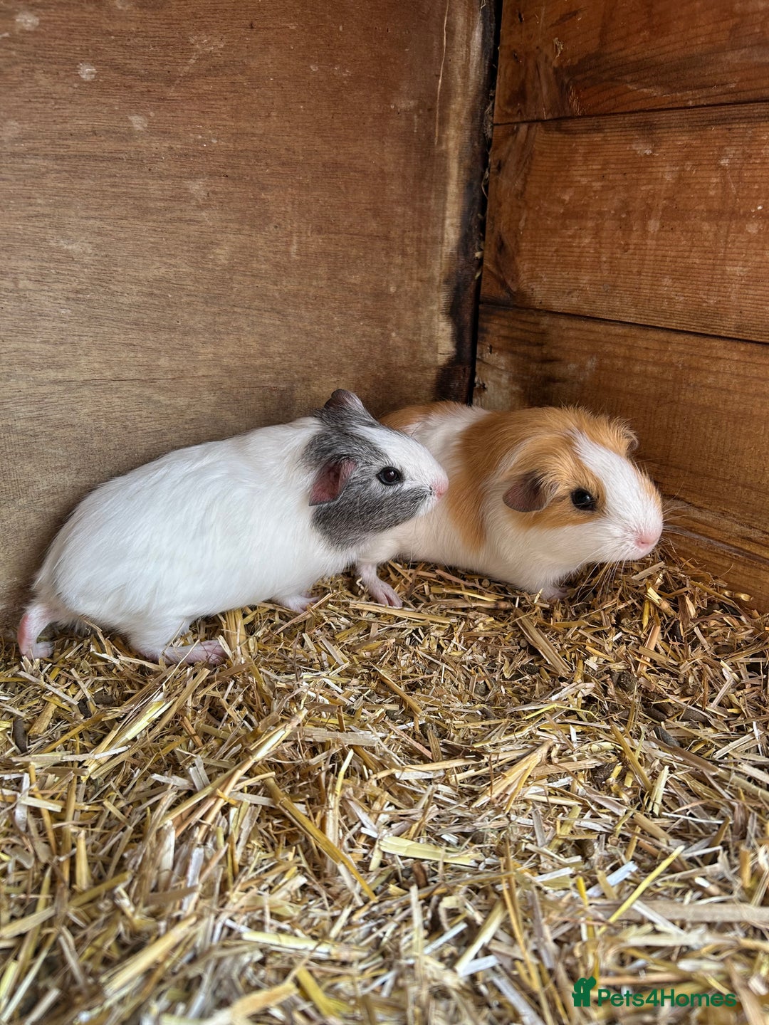 Guinea Pig rodents for sale: Baby guinea pig brothers  - Image 1