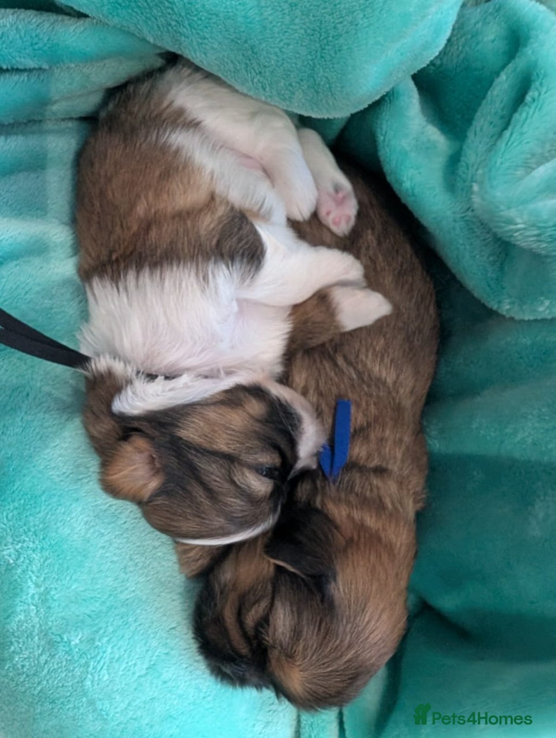 Shih Tzu dogs for sale: ⭐Gorgeous Shih Tzu puppies⭐ - Advert 9