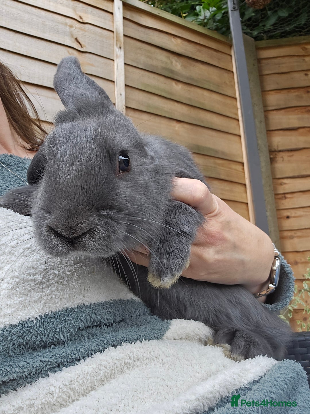 Mixed Breed rabbits for sale: Gorgeous bun needs a loving forever home - Image 1