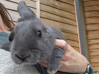 Mixed Breed rabbits for sale - Advert 1