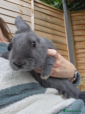 Mixed Breed rabbits Gorgeous girl and boy needs a loving forever home - Advert 4