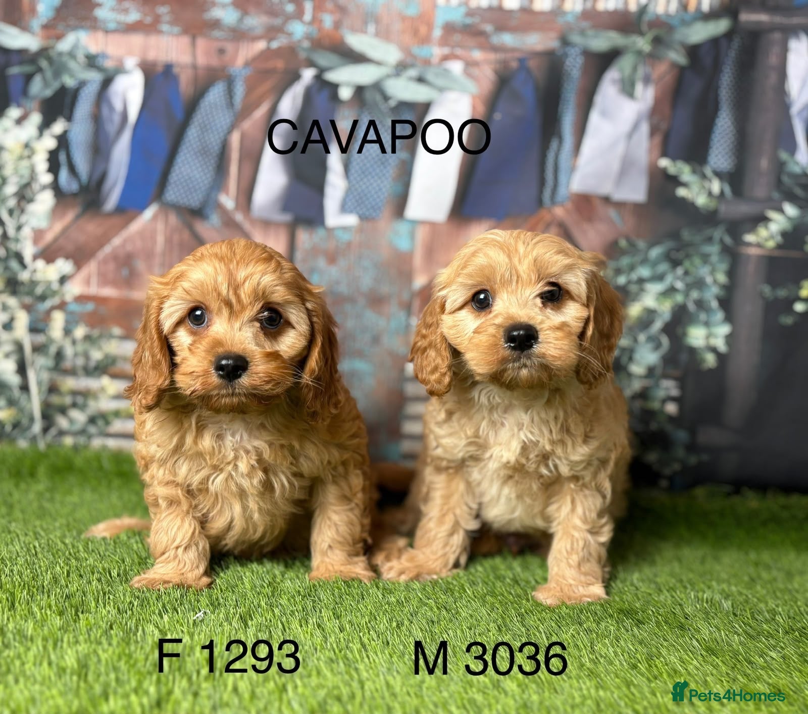 Cavapoo dogs Stunning Cavapoo pups from licensed breeder  - Advert 1