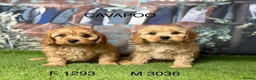 Cavapoo dogs for sale: Stunning Cavapoo pups from licensed breeder  - Advert 1