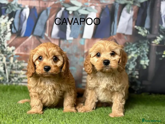 Cavapoo dogs for sale: Stunning Cavapoo pups from licensed breeder - Advert 1