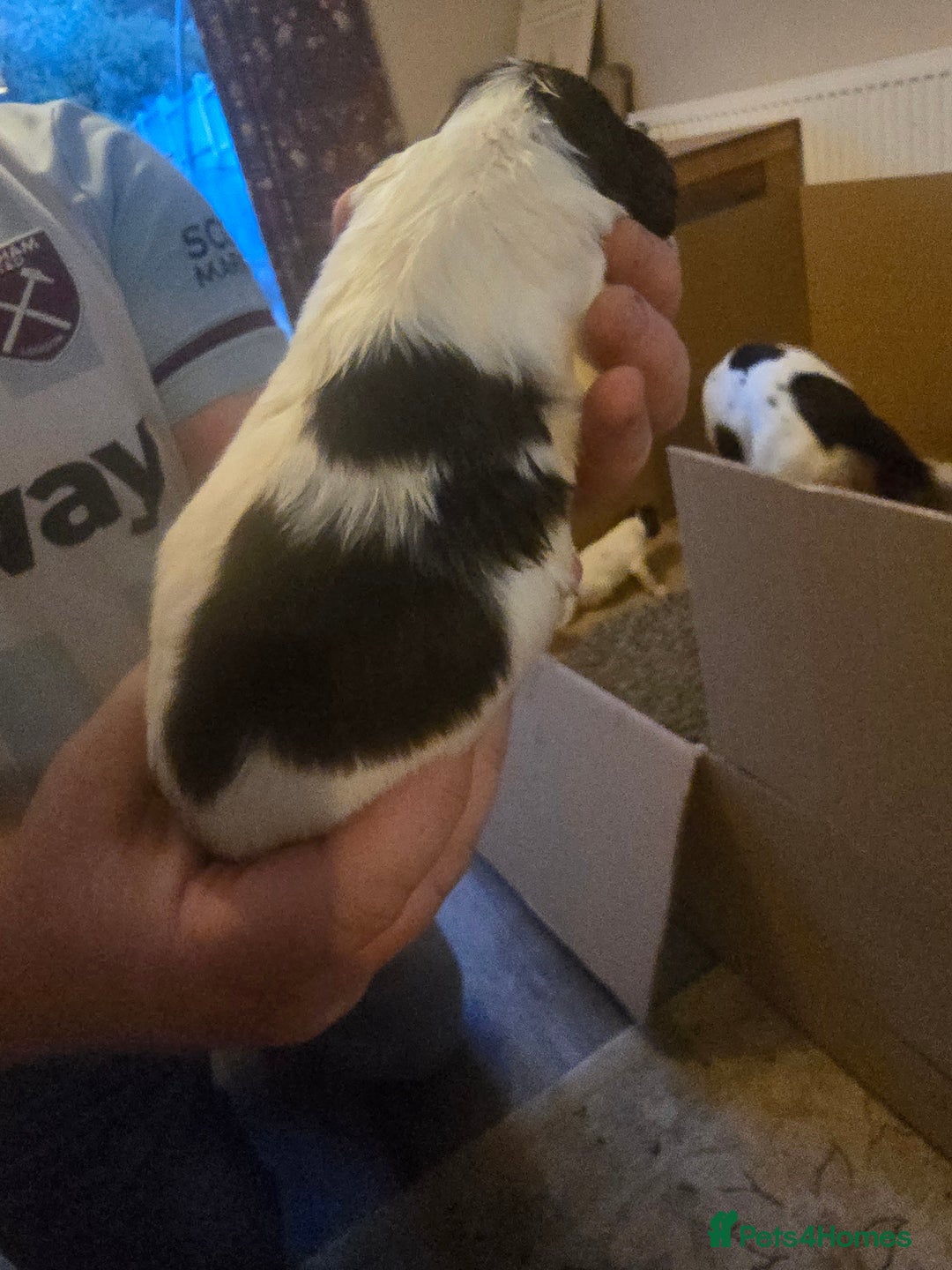 English Springer Spaniel dogs for sale: English Springer Spaniel liver & white pups - Advert 13