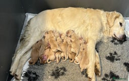 Goldendoodle dogs for sale: Gorgeous F1 Golden Doodles ❤️ - Advert 10