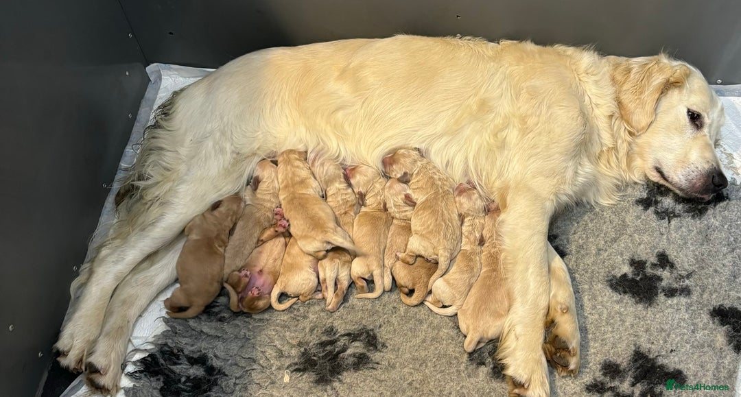 Goldendoodle dogs for sale: Gorgeous F1 Golden Doodles ❤️ - Advert 10