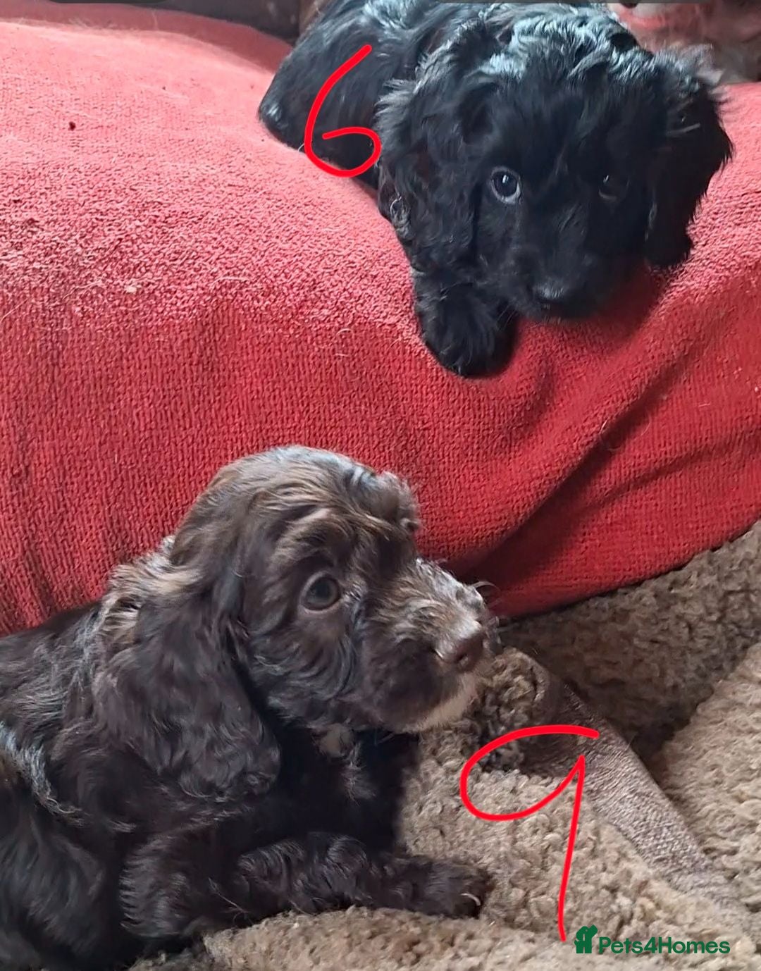 Cockapoo dogs F1 Cockapoo Pups  - Advert 2