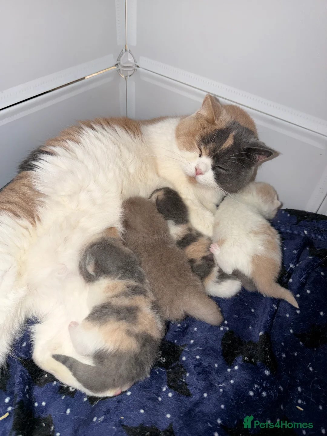 British Shorthair cats for sale: British shorthair kittens in a rainbow of colours  - Advert 16