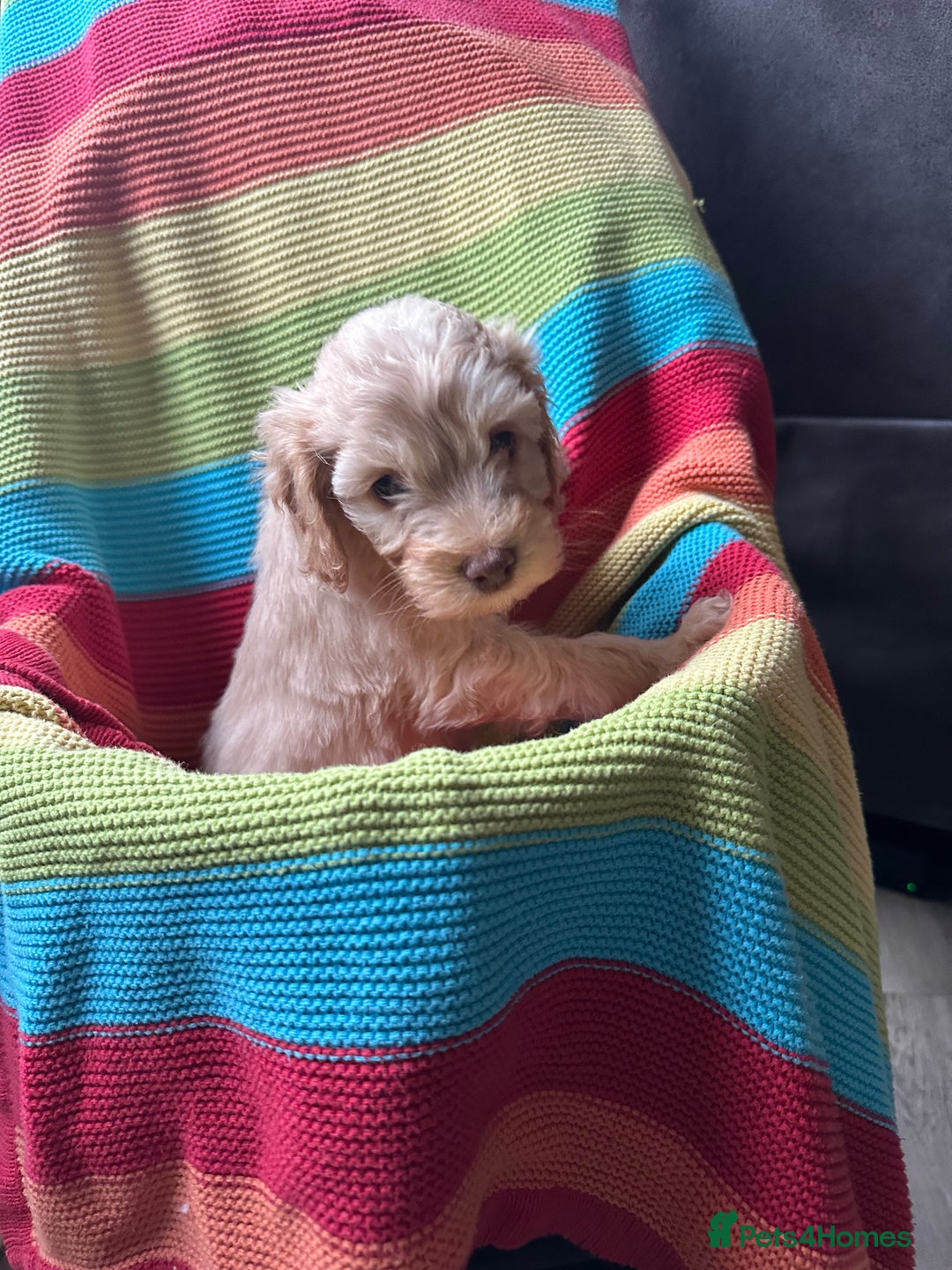 Cockapoo dogs for sale: Extensively health tested Cockapoo puppy’s  - Image 13
