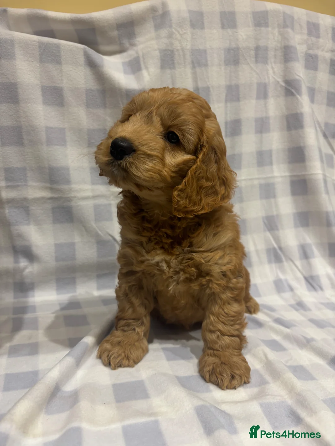 Cockapoo dogs for sale: FULLY HEALTH TESTED GOLD COCKAPOOS - Advert 2