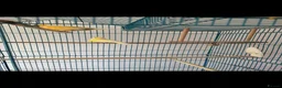 Canaries birds for sale: Two Lovely Canaries Looking for a New Home - Advert 6