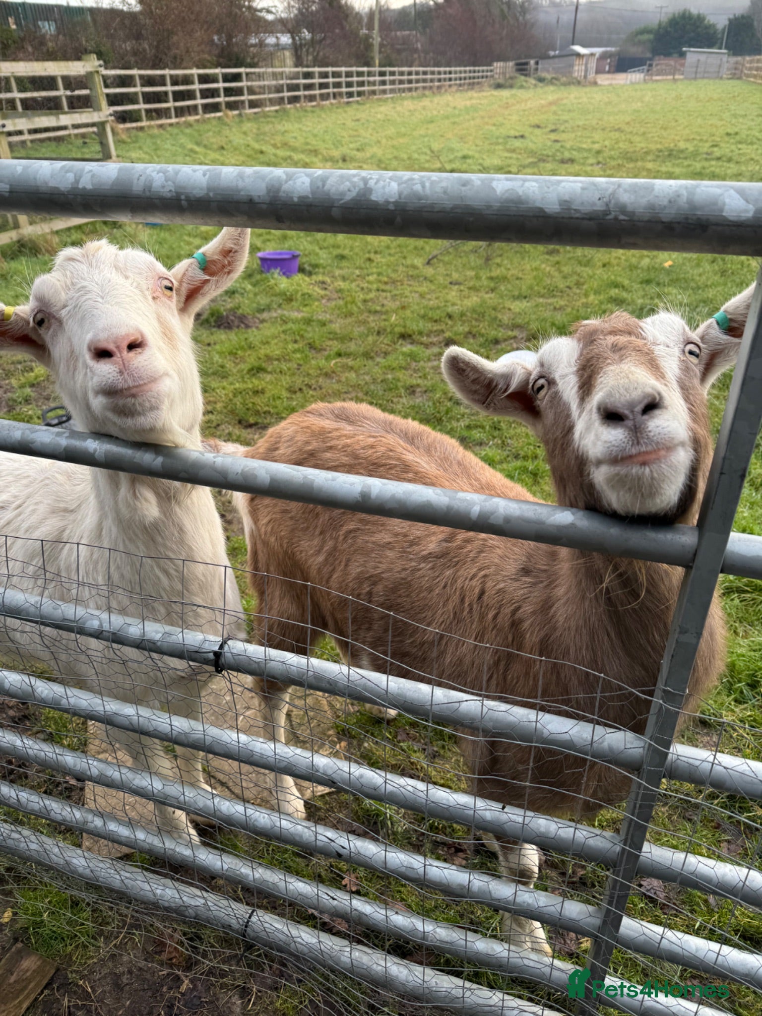 Goats livestock 2 Male Castrated Goats - Advert 1