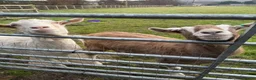 Goats livestock for sale: 2 Male Castrated Goats in Fareham - Advert 1