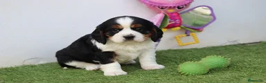 Cavachon Puppy 1