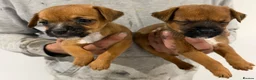 Mixed Breed dogs for sale: Border terrier x jack russel  - Advert 3