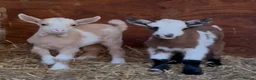 Goats livestock for sale: Kaleb and Jeremy  - Advert 3