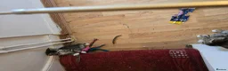 Mixed Breed cats for sale: BEAUTIFUL TABBY KITTENS - Advert 5