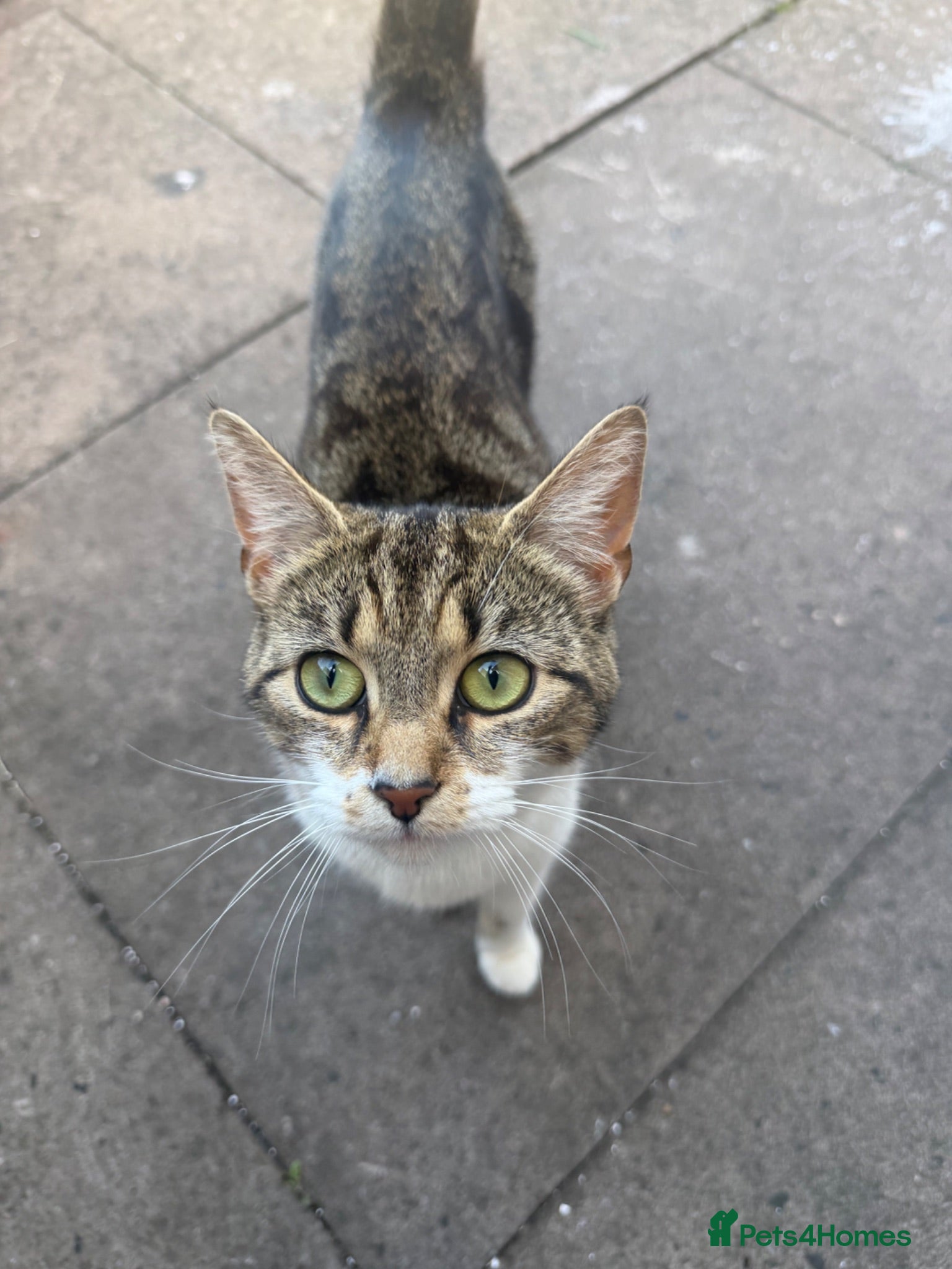 Mixed Breed cats Cat & Kittens - Free if Taken Together - Advert 4