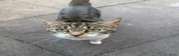 Mixed Breed cats for sale: Cat & Kittens - Free if Taken Together in Birmingham - Advert 1