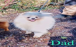 Pomeranian dogs for sale: Beautiful white teddy bear pomeranian puppies - Image 5