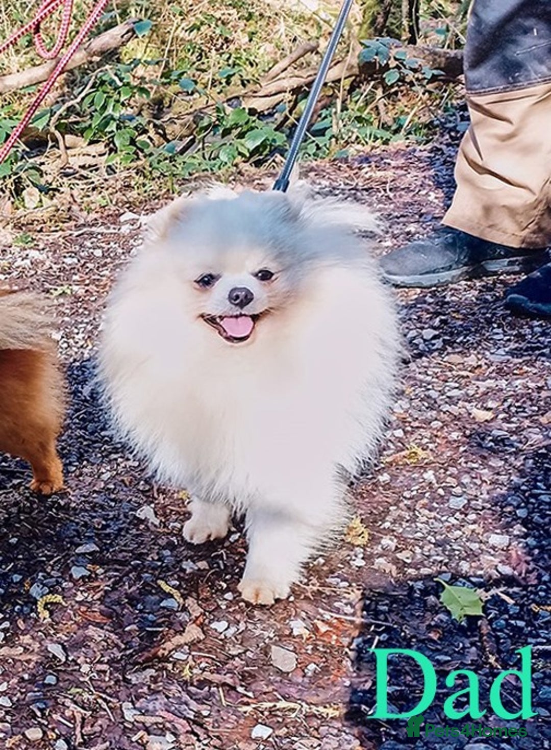 Pomeranian dogs for sale: Beautiful white teddy bear pomeranian puppies - Image 5